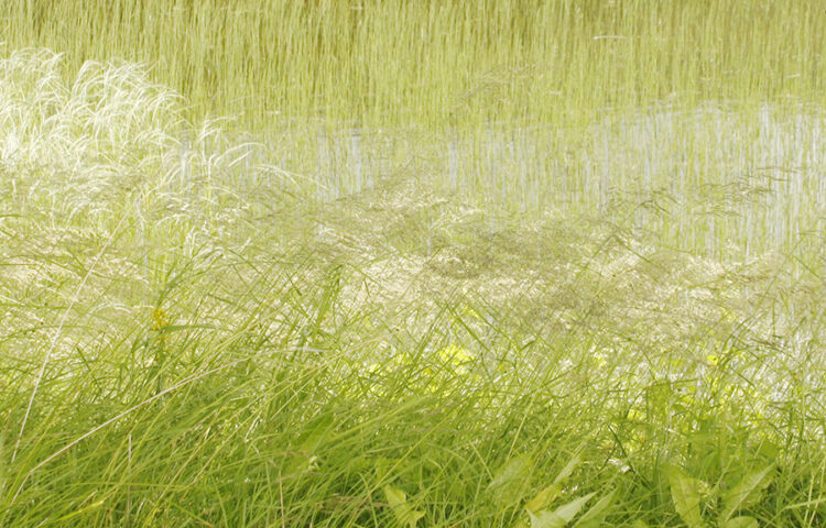 émotions de la couleur vert